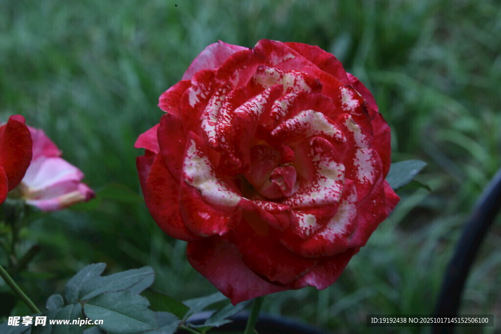 月季花  