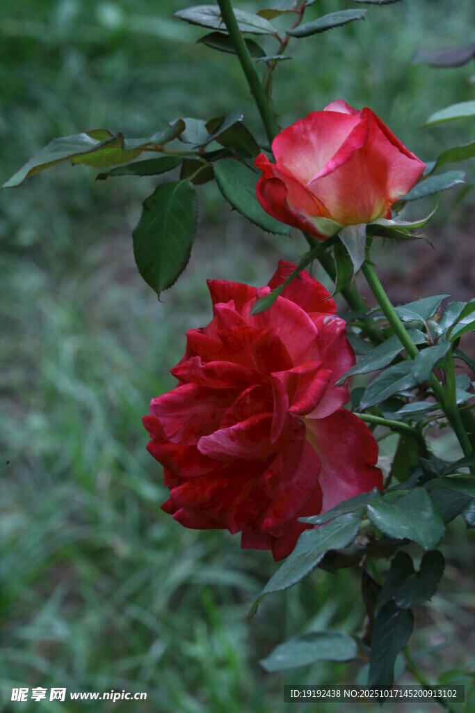 月季花 