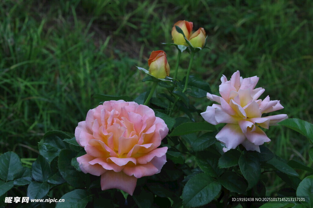 月季花 