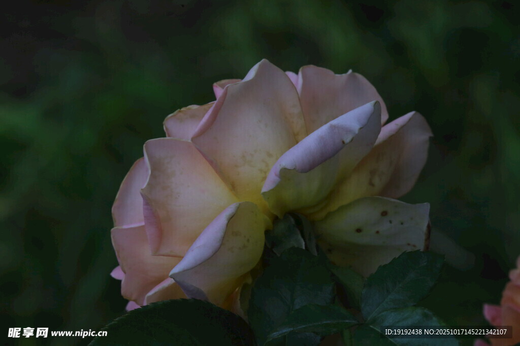 月季花  