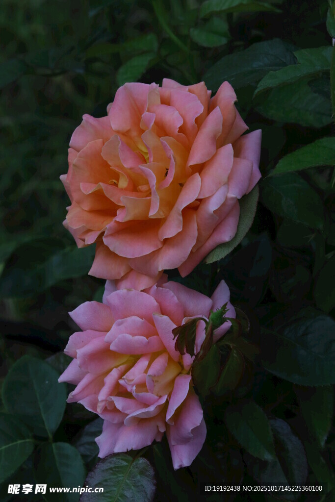 月季花 