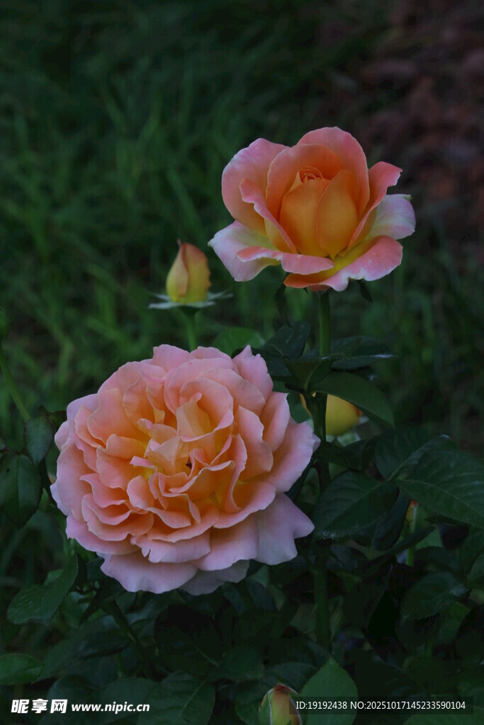 月季花  
