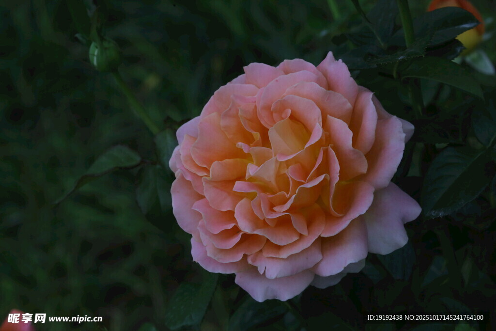 月季花 