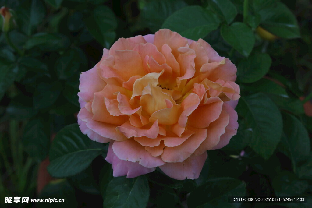 月季花  