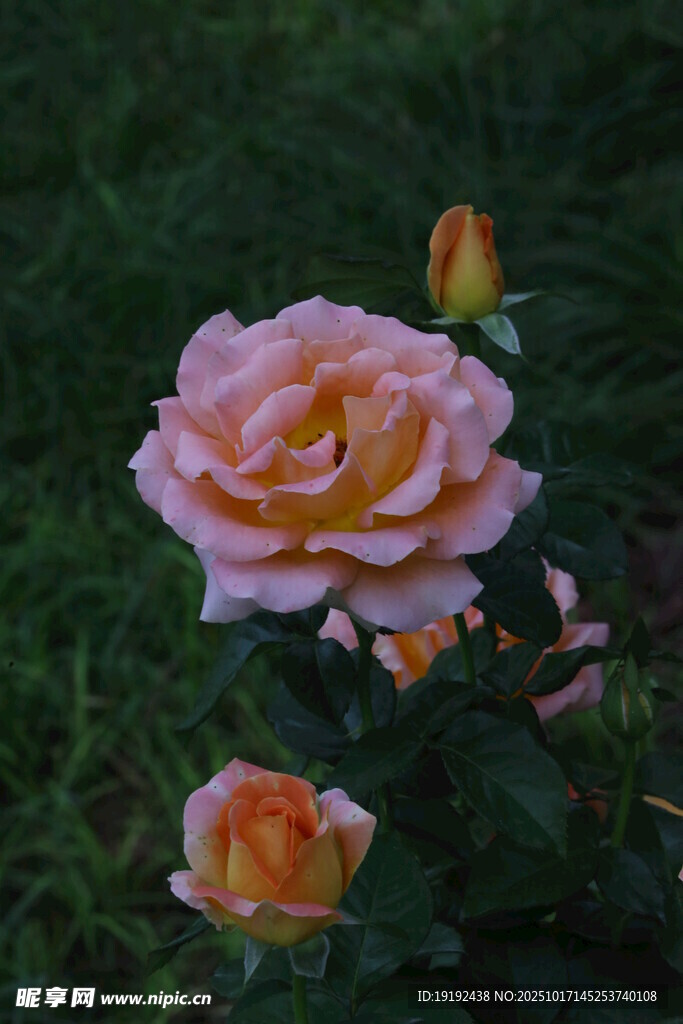 月季花  