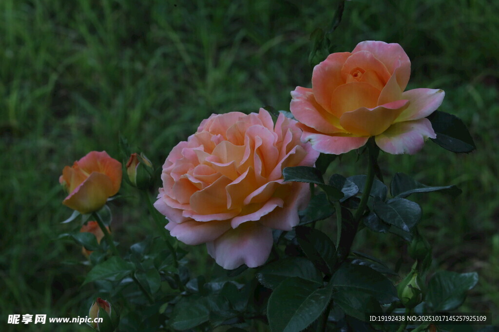 月季花 