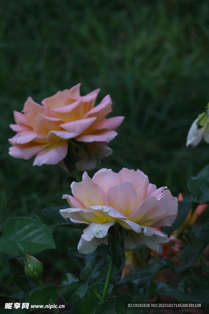 月季花 