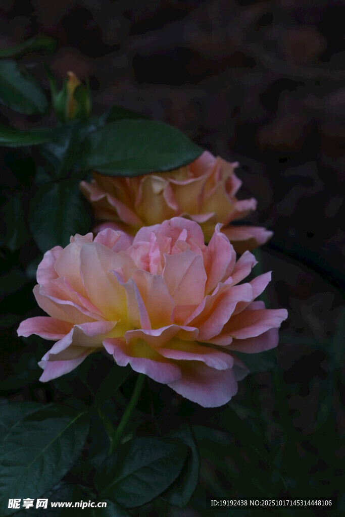 月季花  