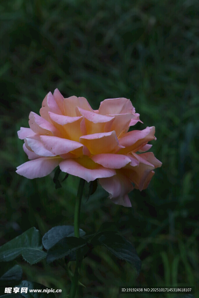月季花  