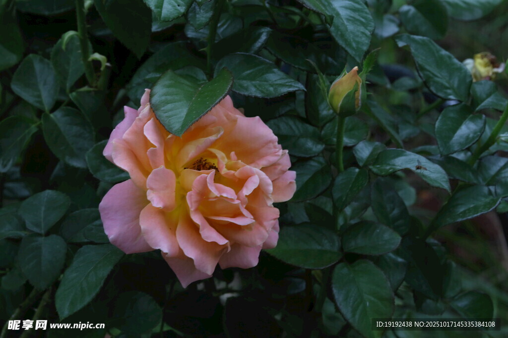 月季花 