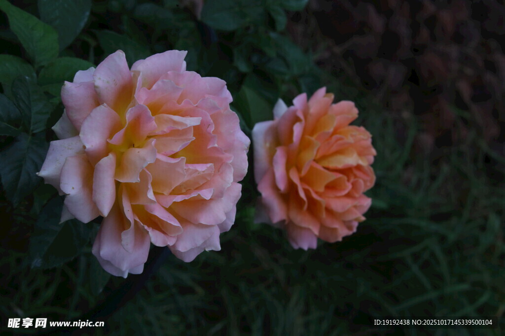 月季花 
