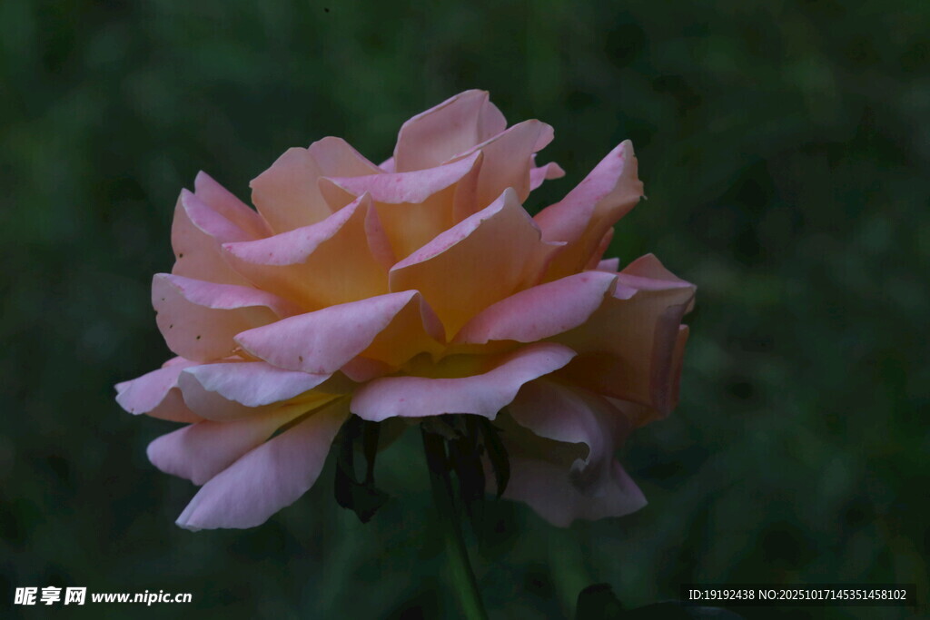 月季花 