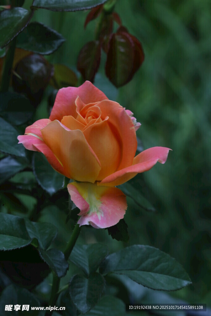 月季花 