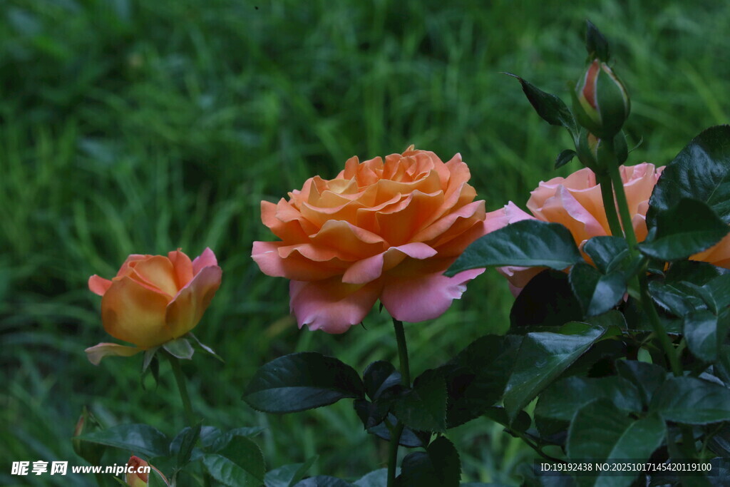 月季花  
