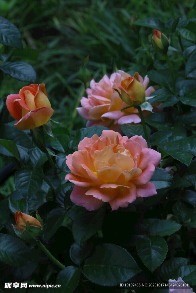 月季花 