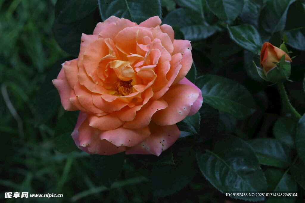 月季花 