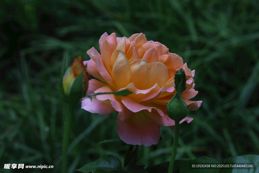 月季花  