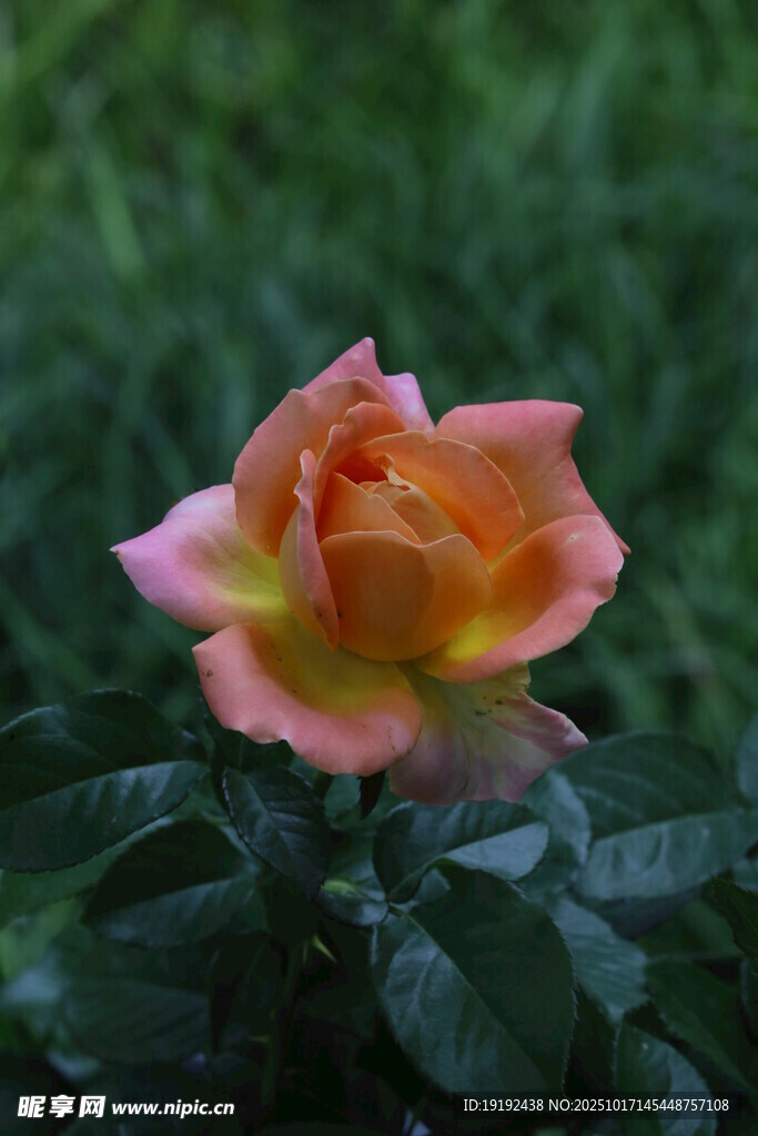 月季花  