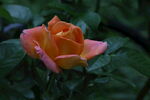 月季花 