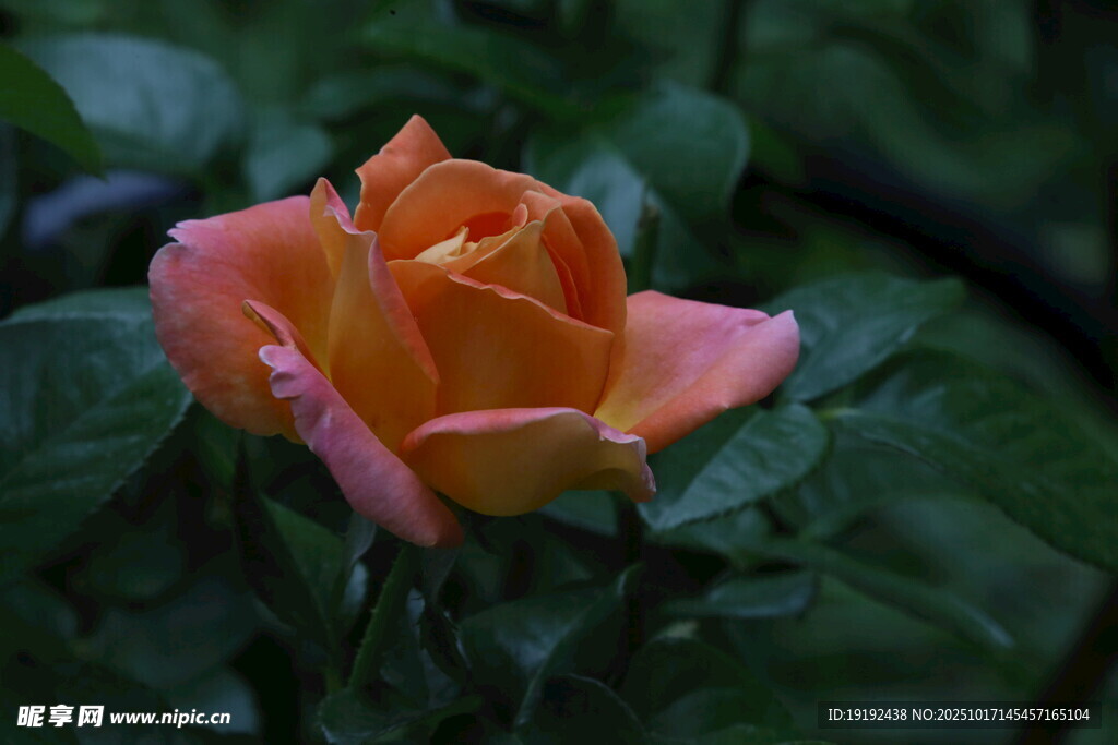 月季花 