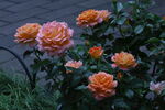月季花  