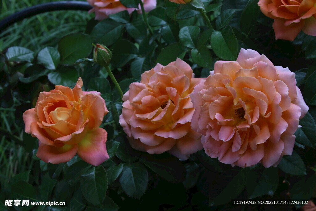 月季花  