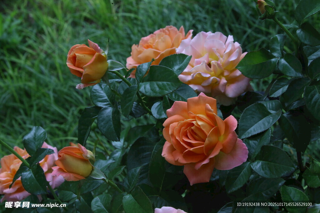 月季花 
