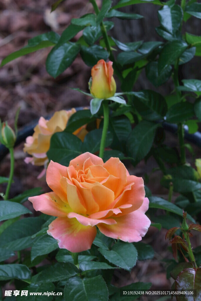 月季花  