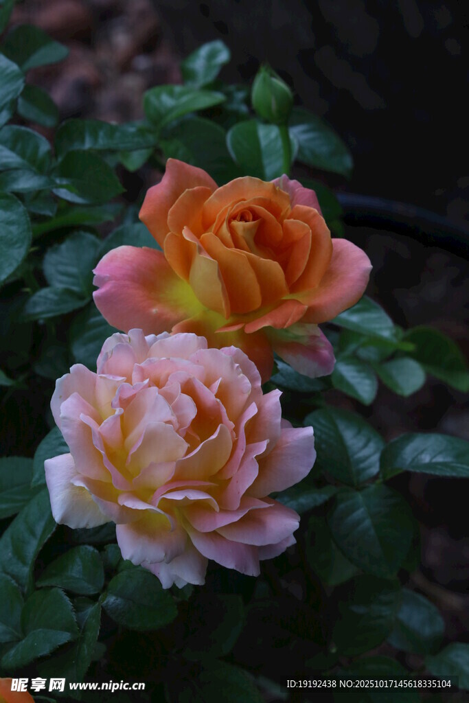 月季花 