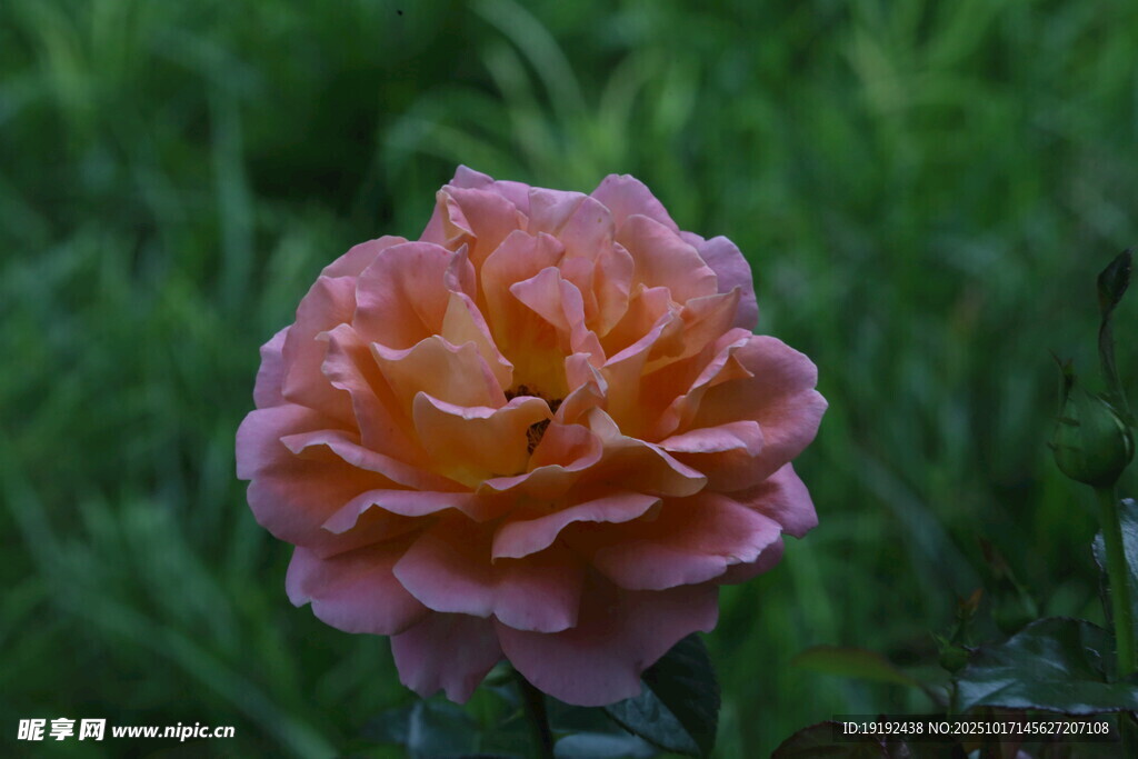 月季花  