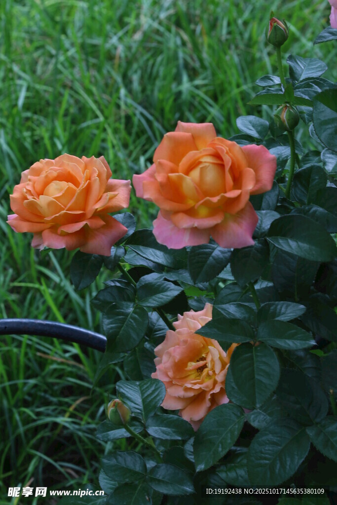 月季花  