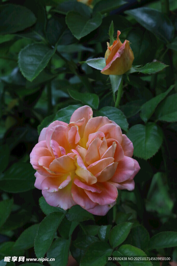 月季花  