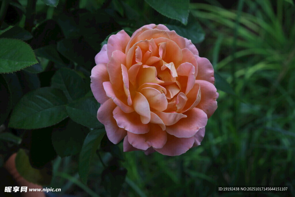 月季花  