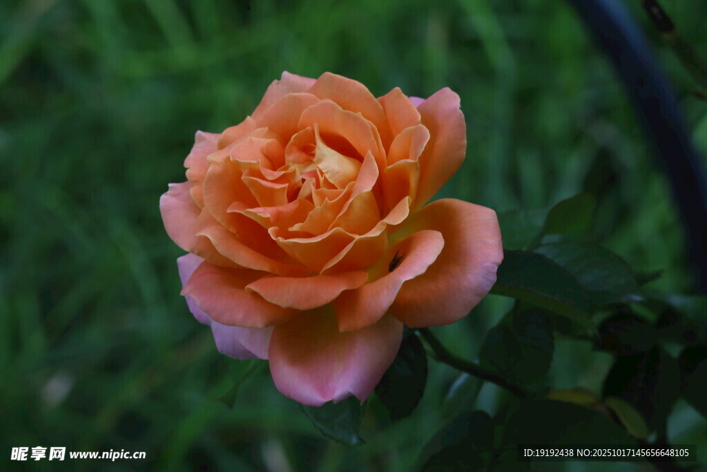 月季花  