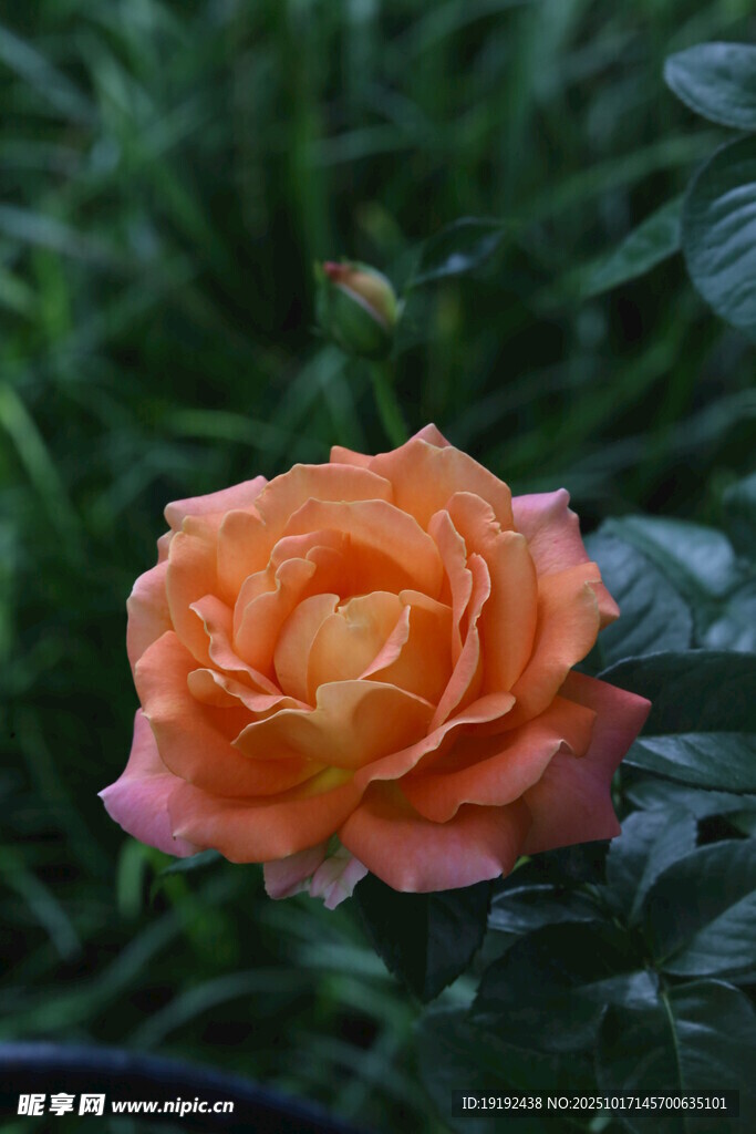 月季花 