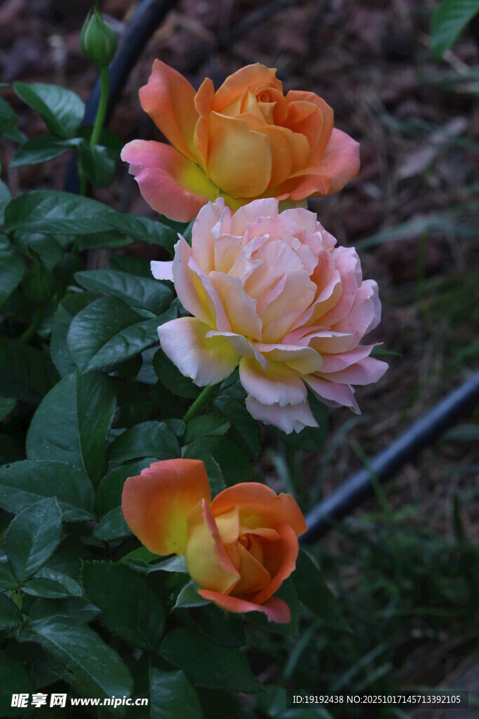 月季花 