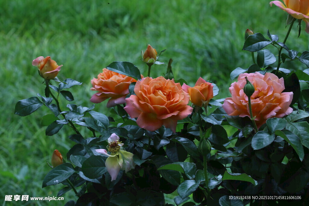 月季花  