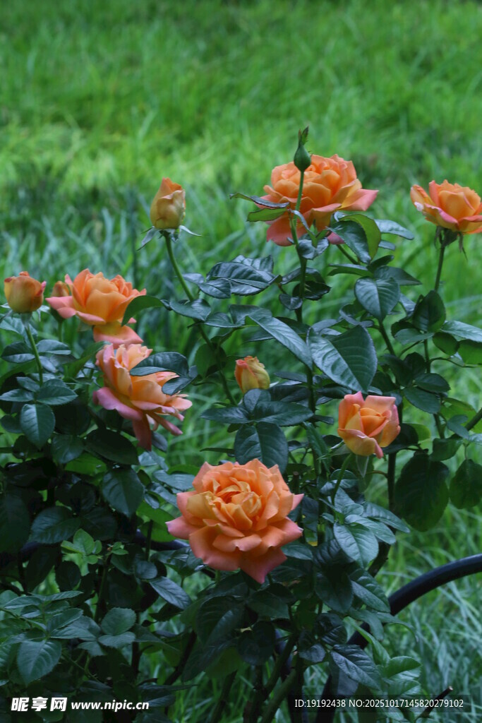 月季花 