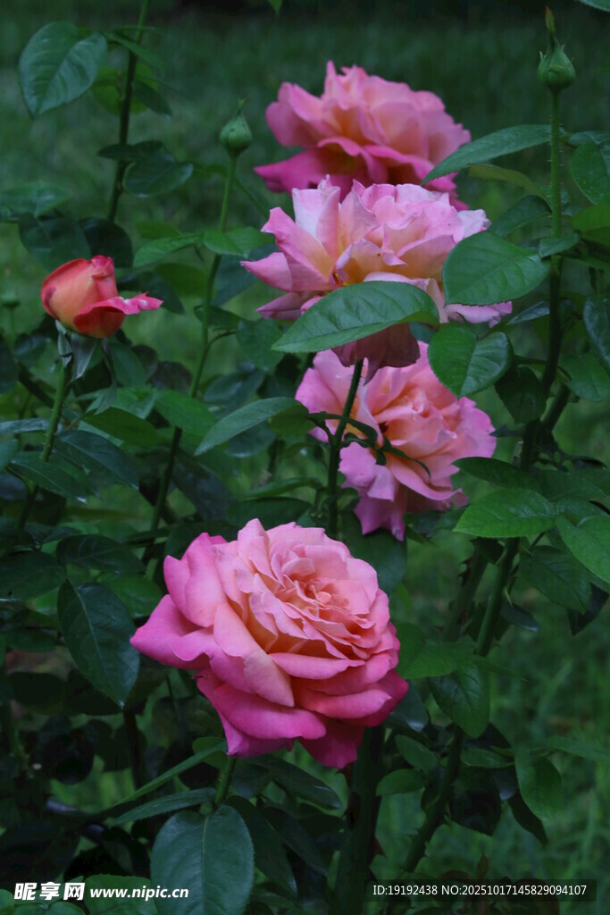 月季花  