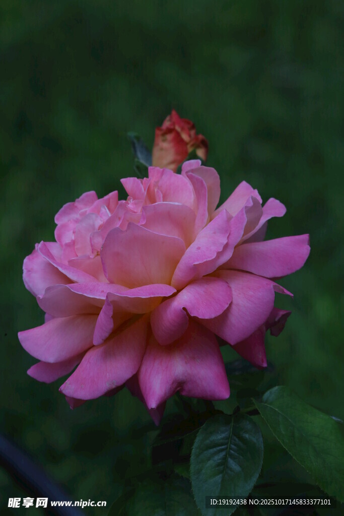 月季花  