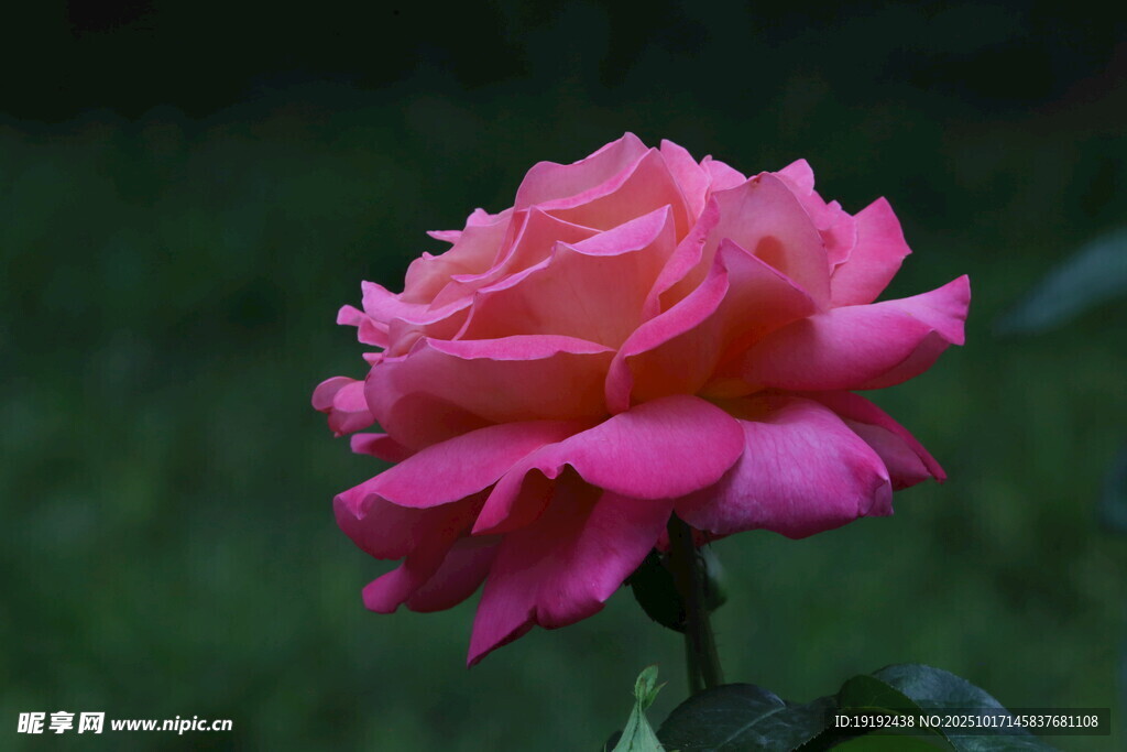 月季花 
