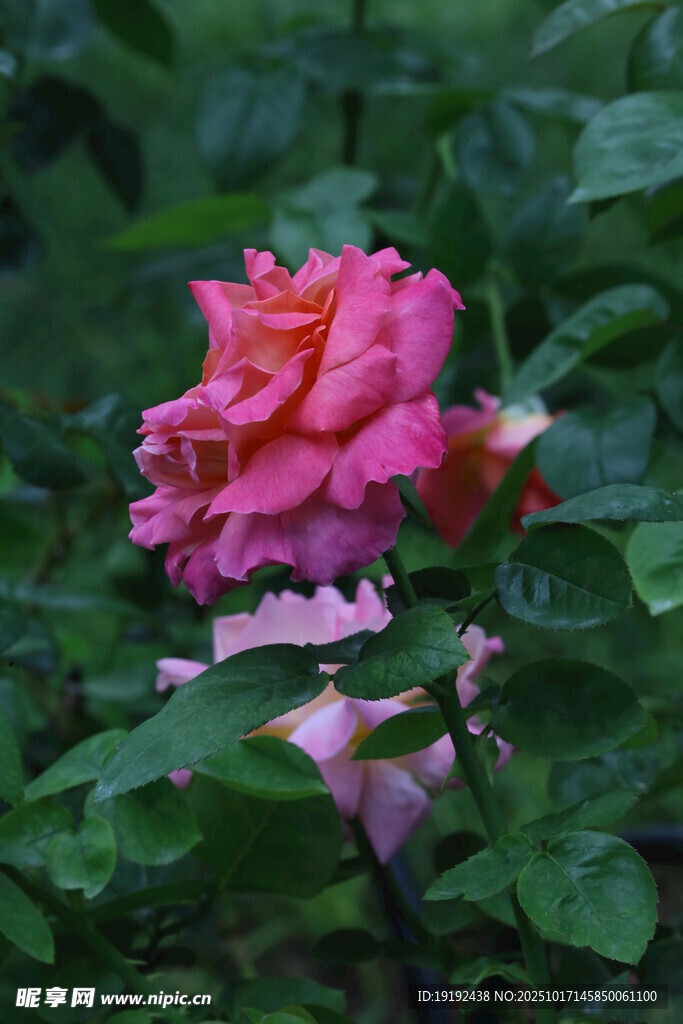 月季花  