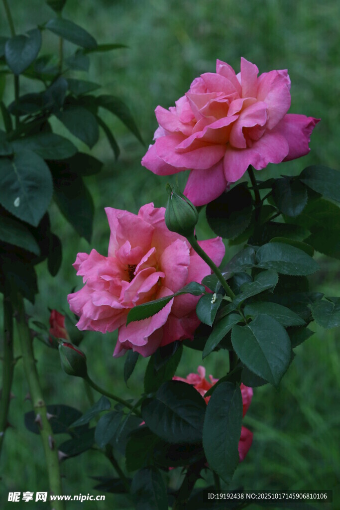 月季花  