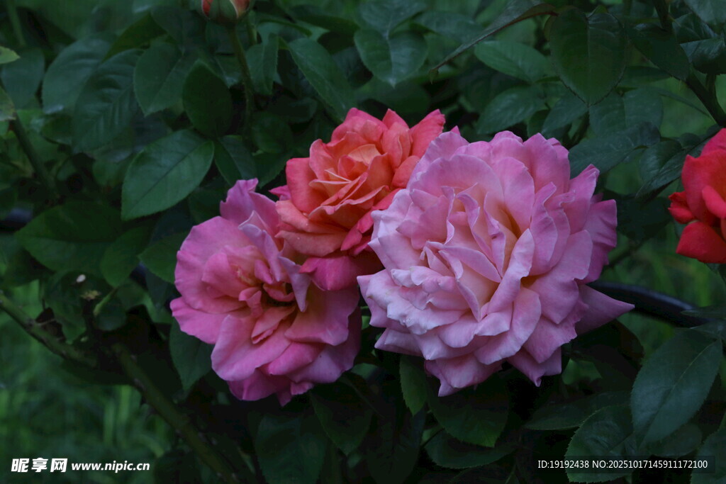 月季花 