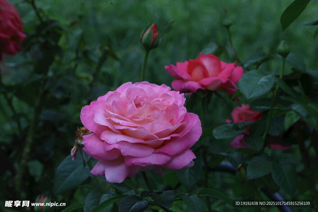 月季花 