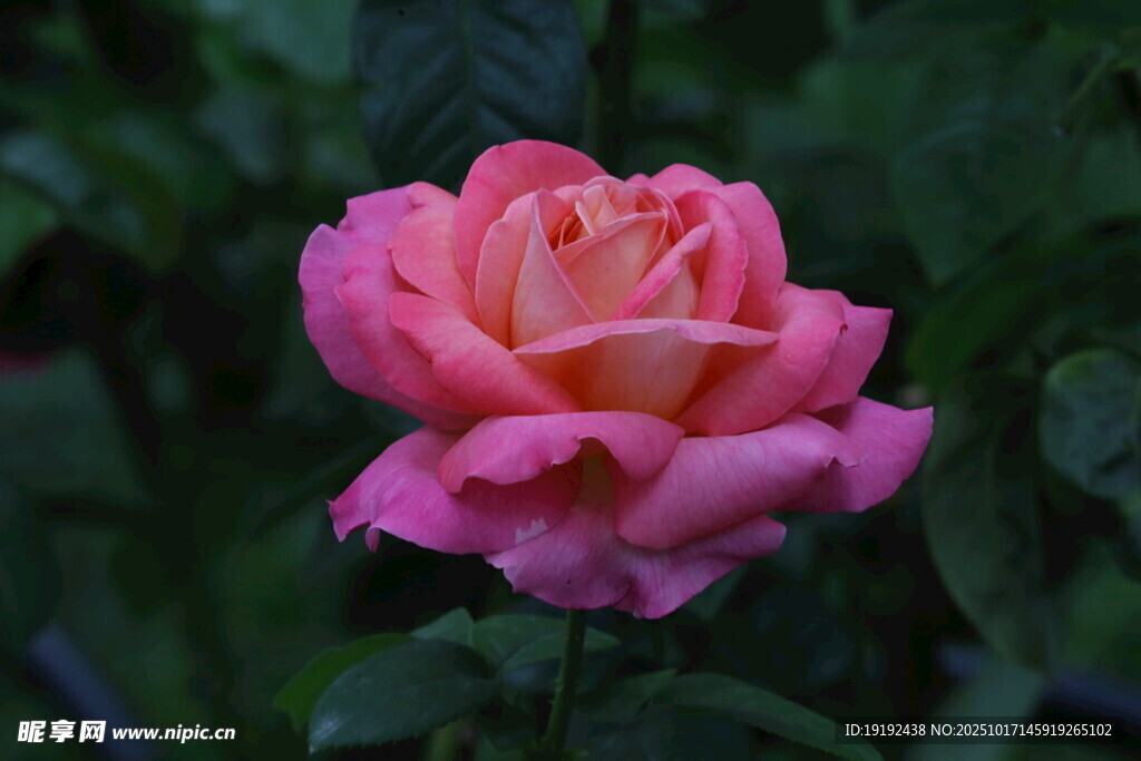 月季花  
