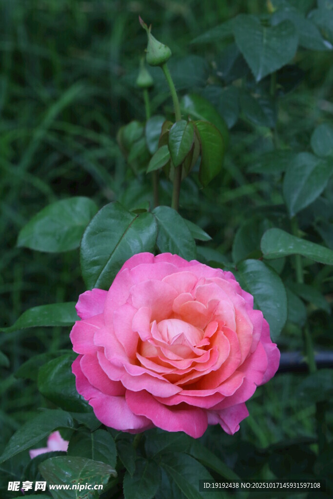 月季花 