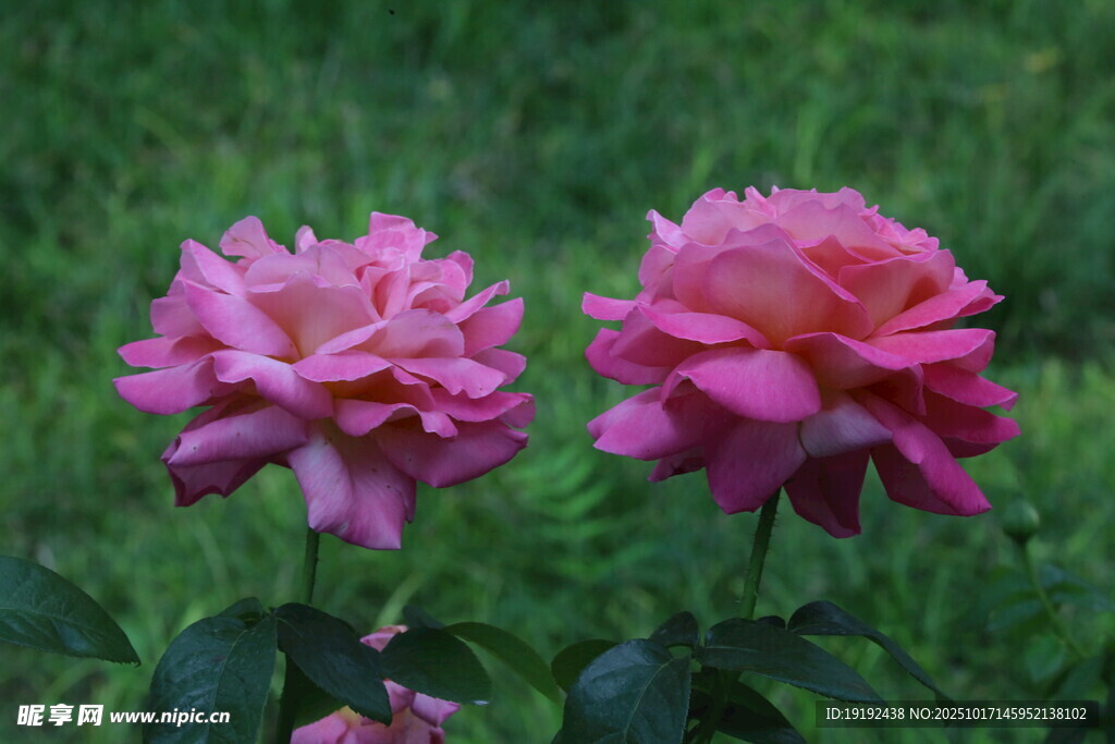 月季花  