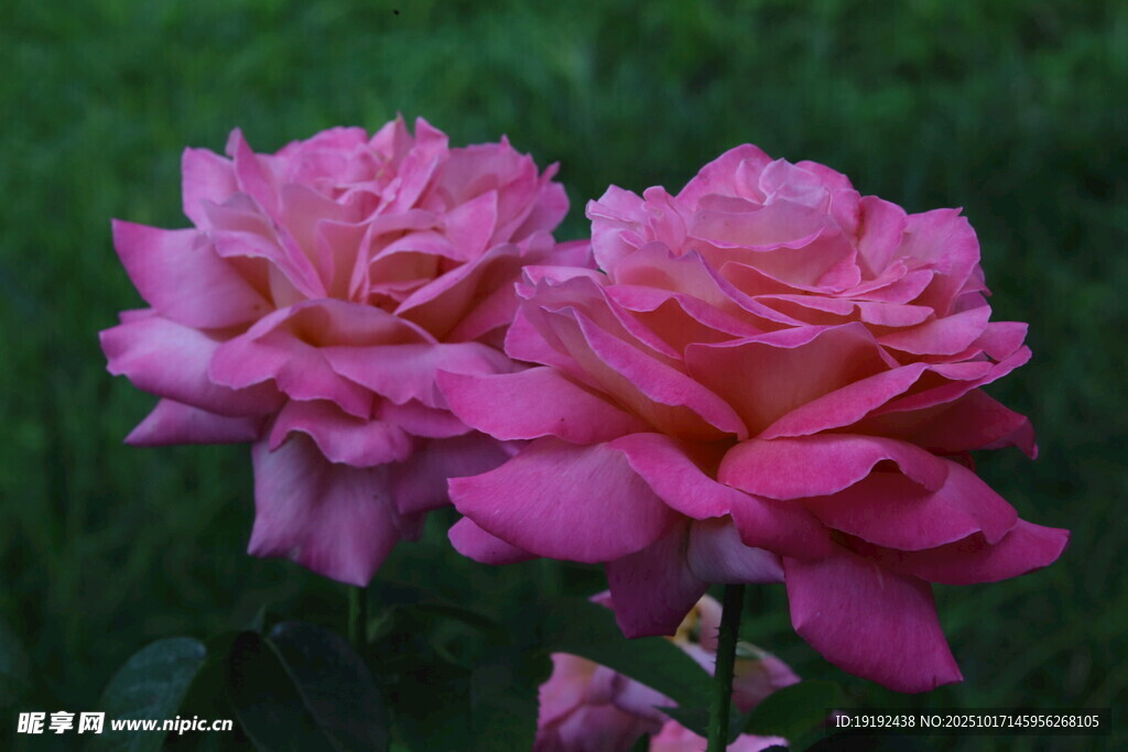 月季花 