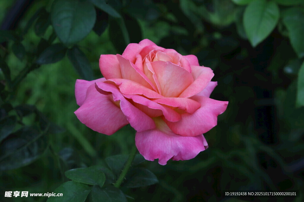 月季花  
